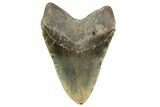 Giant, Fossil Megalodon Tooth - Foot Shark! #192473-2